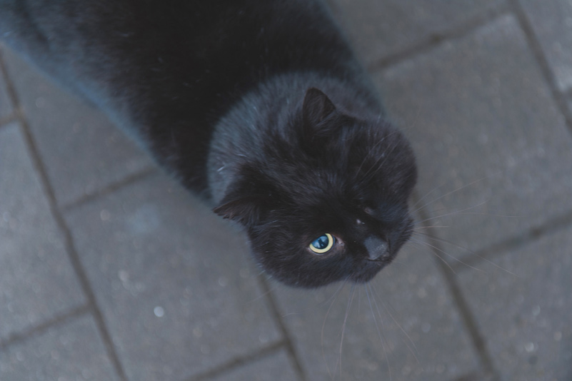 One eyed black fluffy cat 