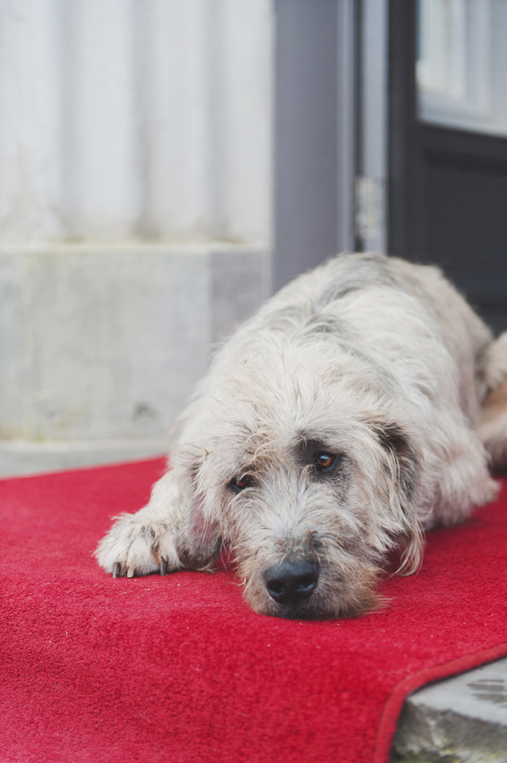 Irish wolfhound at Bellingham Castle Hotel