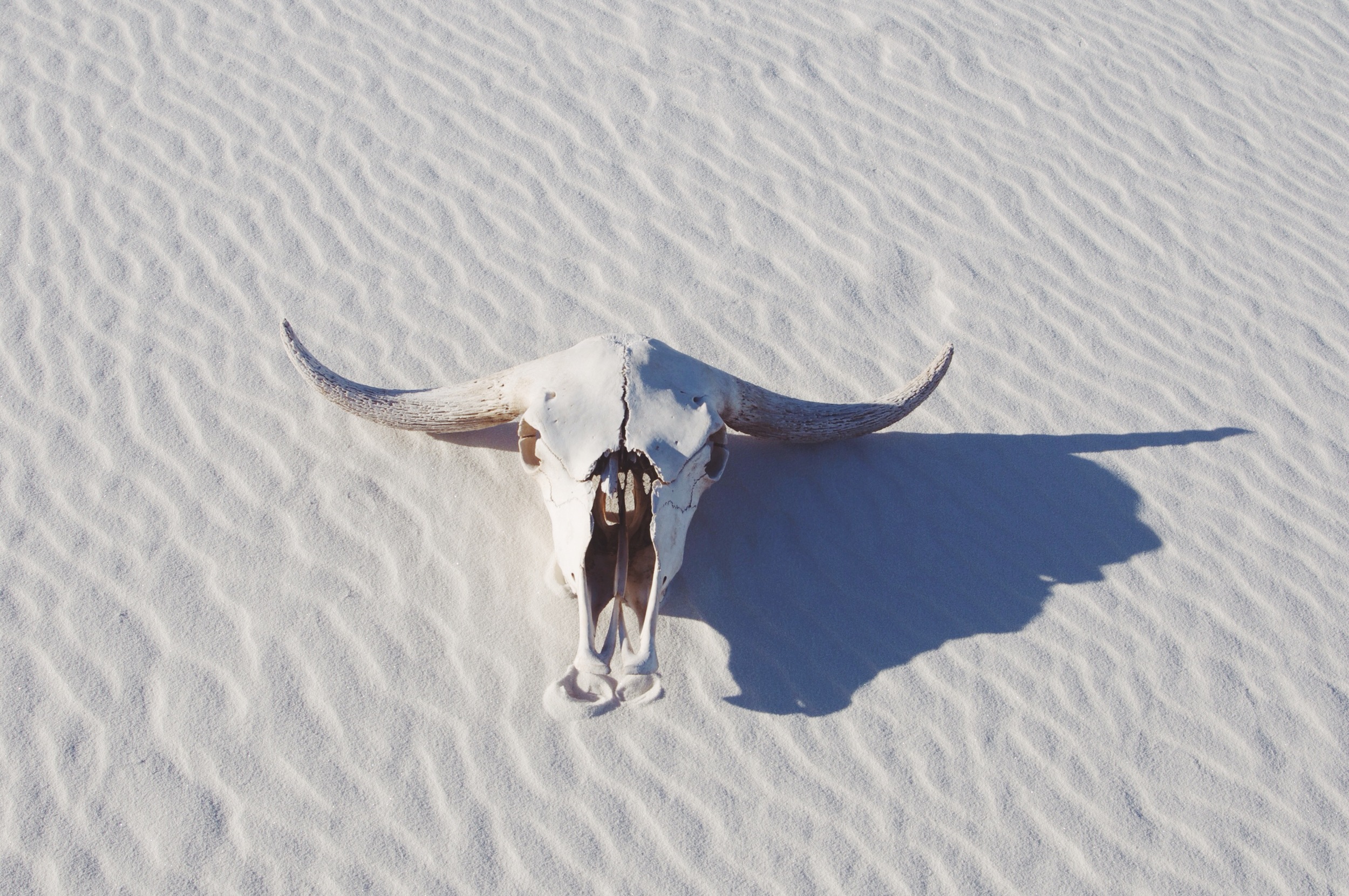 yak on gypsum.JPG