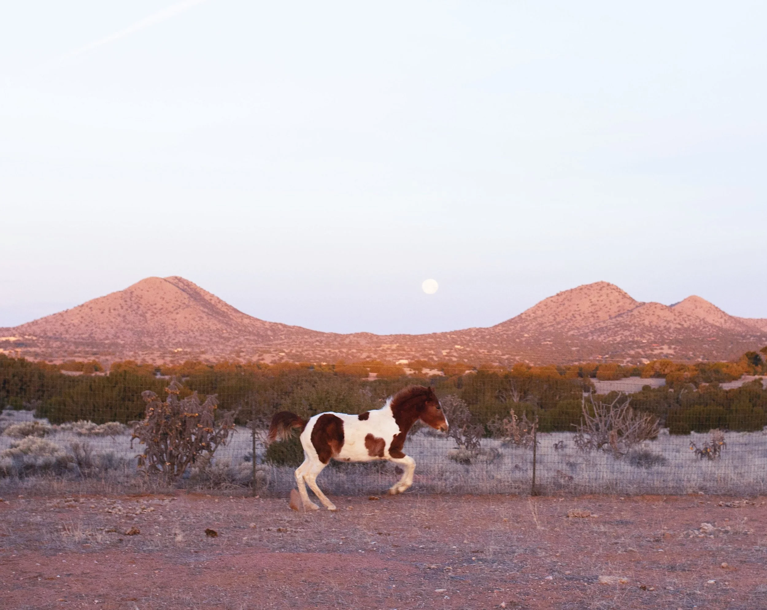 Baby Pinto and the Moon (1).JPG