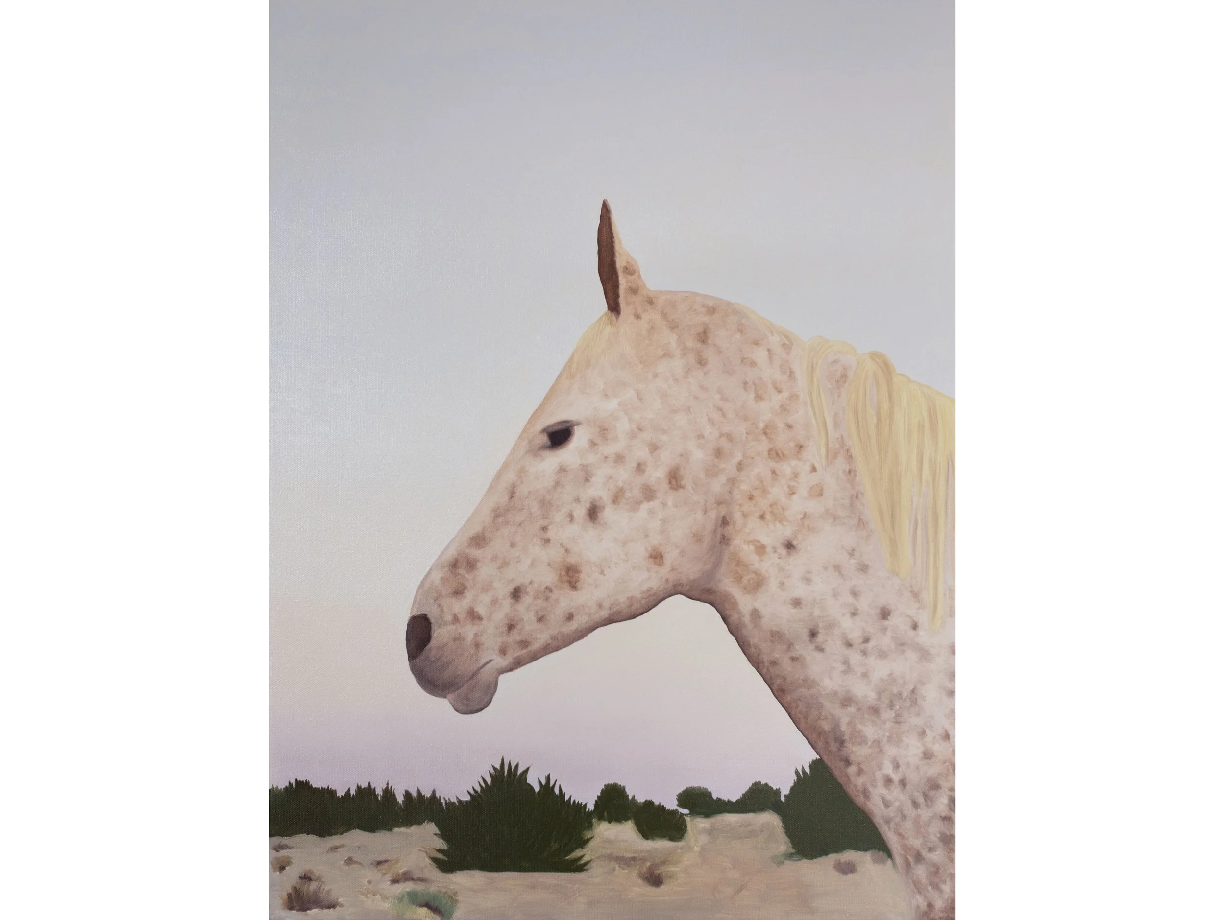 A Horse Named Moon for website.jpg