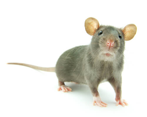 Rats; The Truth