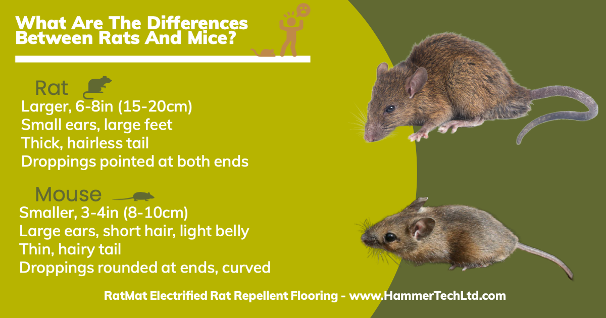 Differences Between Rats And Mice