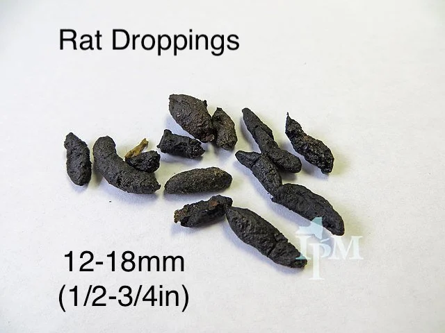 Possum Poop Vs Rat Poop , How to Remove possums: What Does Possum Poop ...