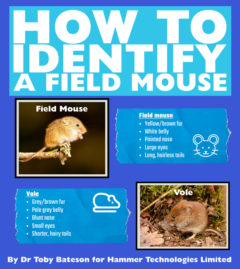 How to Identify Field Mice & Stop Them Damaging Your Property and Vehicles