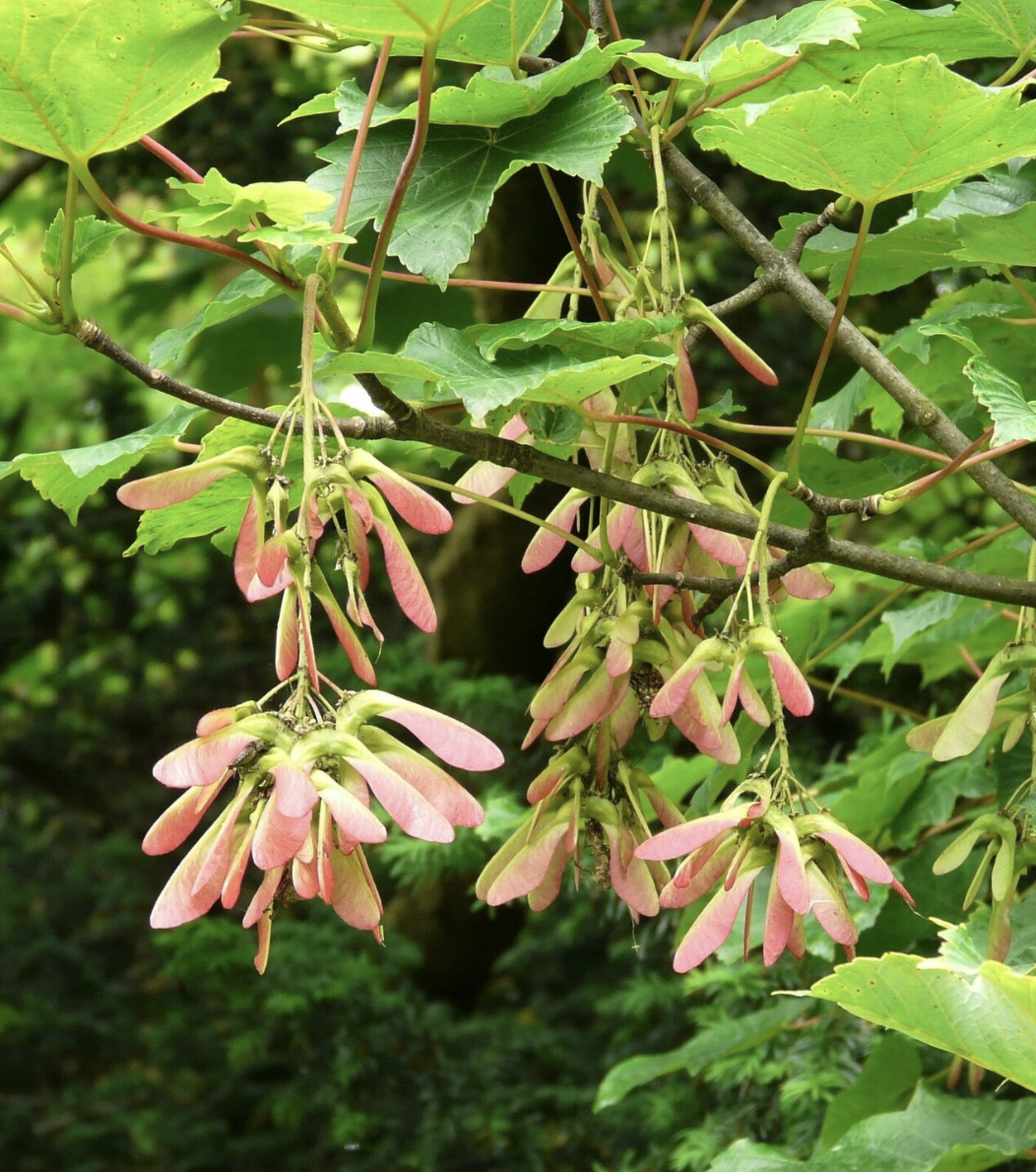 Field Mice Love Eating Sycamore Seeds