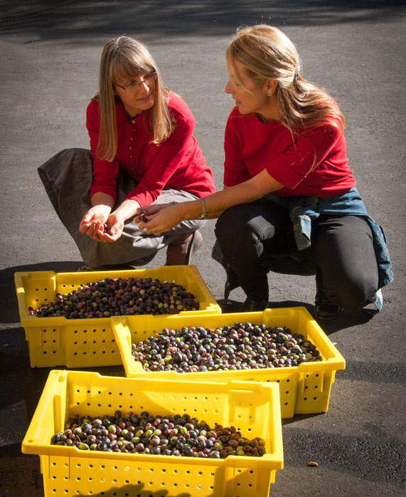 Inspection of olives.