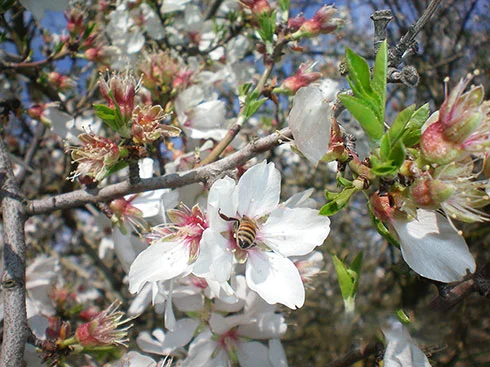 Almond pollination.