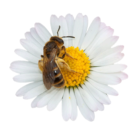 bee-in-white-daisy.gif