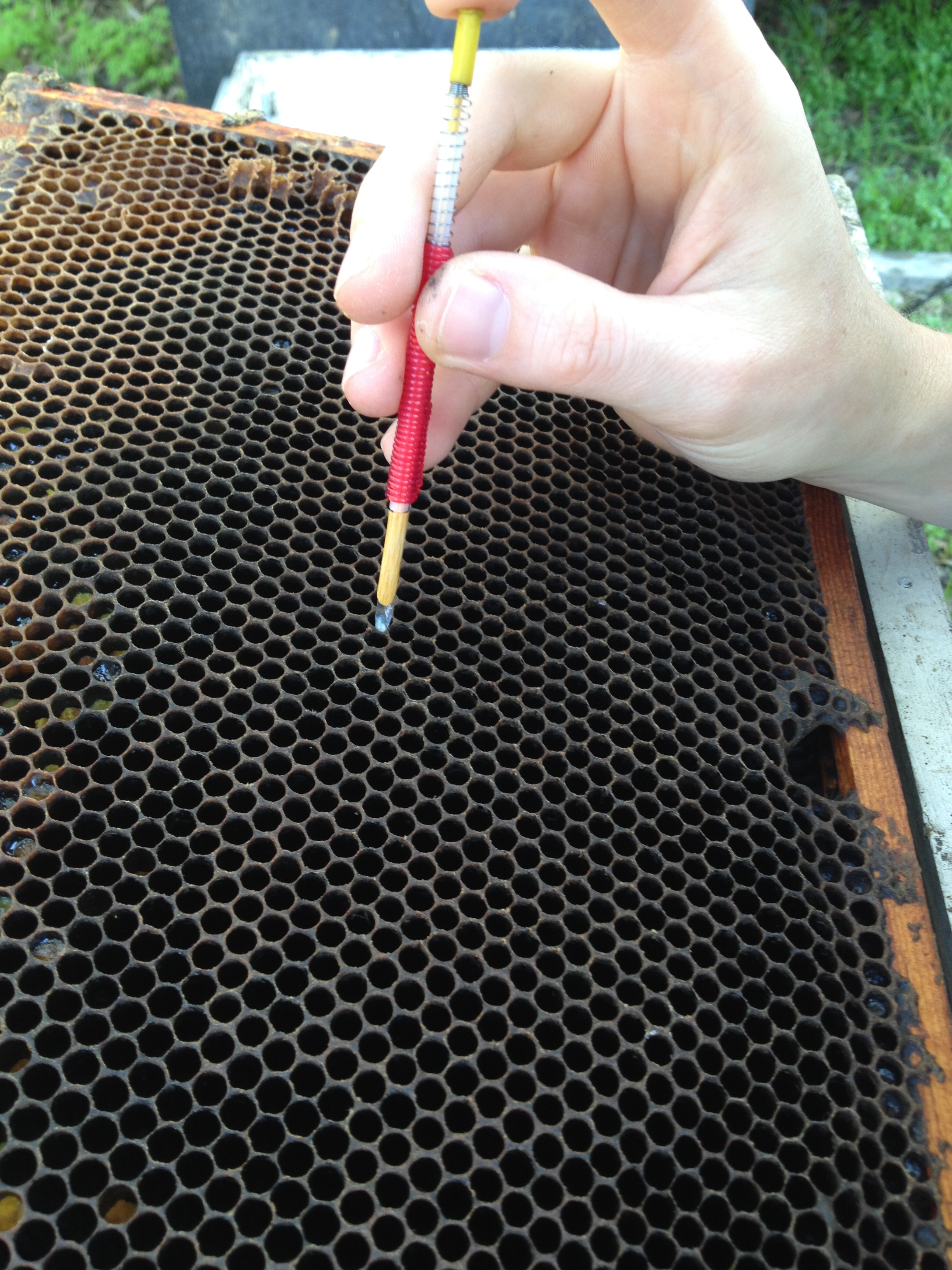 Jenn pulling out the 3 day old egg, the tiny white tip on the end of her tool.
