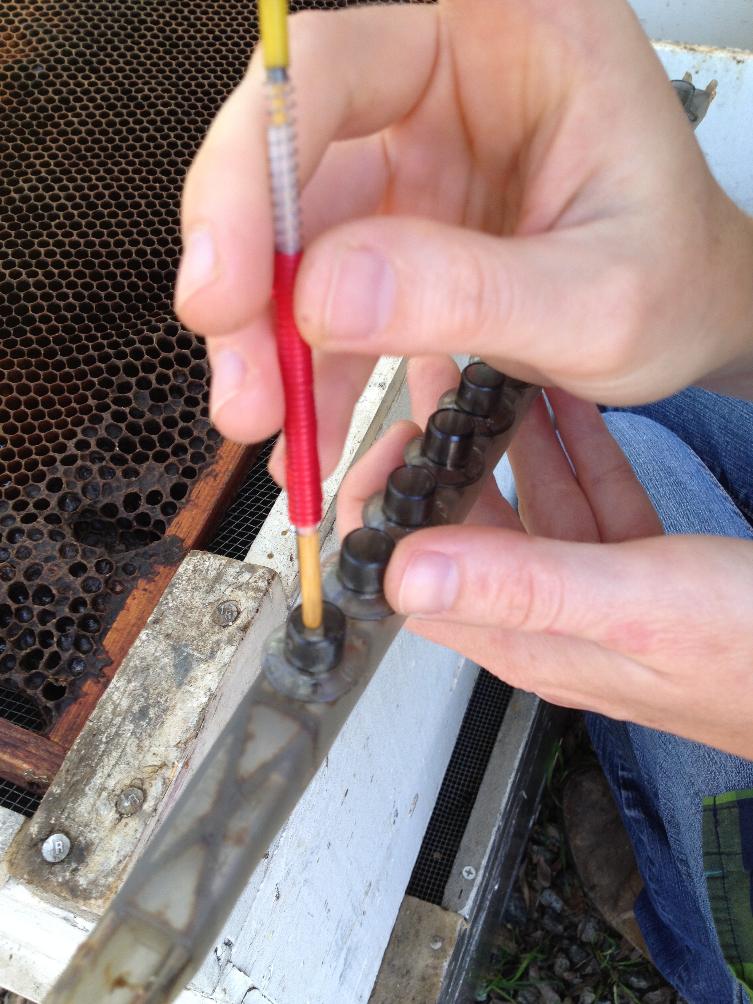Dropping the egg in the artificial queen cell cup.