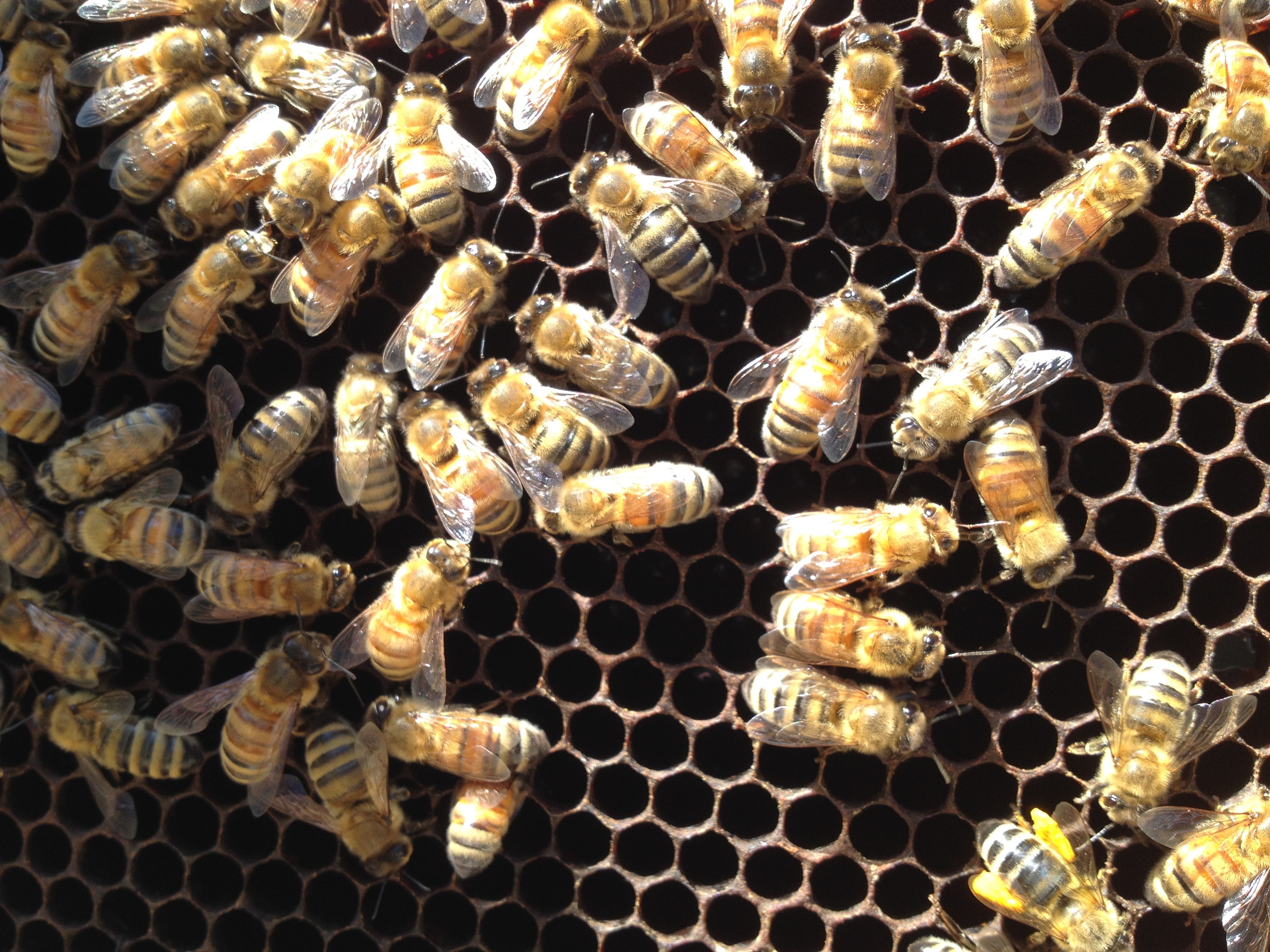 Bees working too!