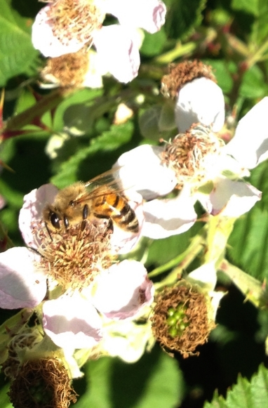 It's time to make wild blackberry honey in Oregon again!! This is a premium honey and the aroma is wonderful!