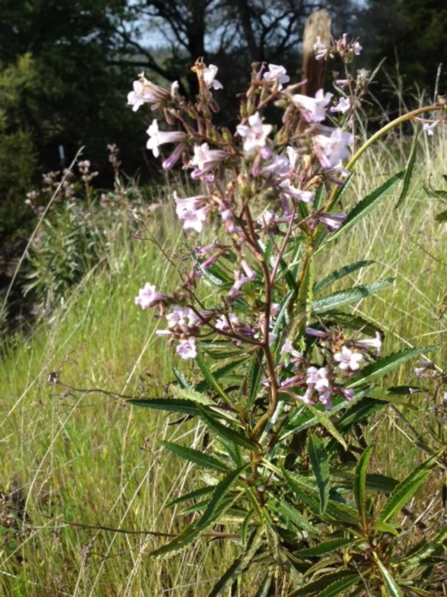 Yerba Santa Blossoms in the Foothills