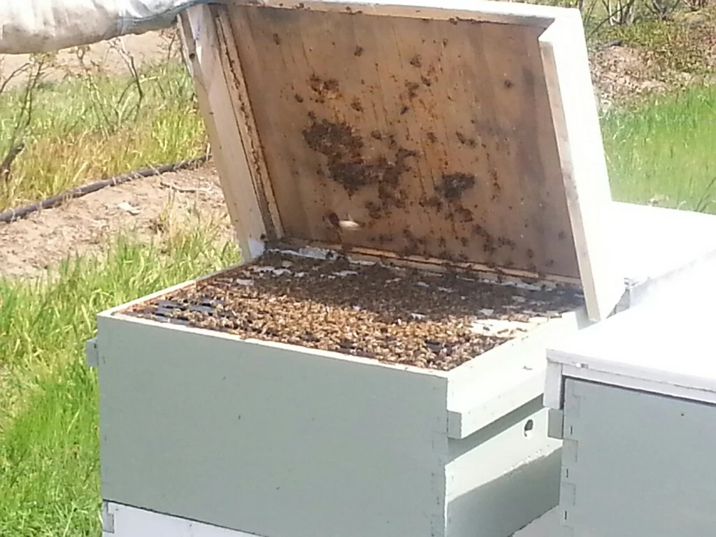 bees.jpg
