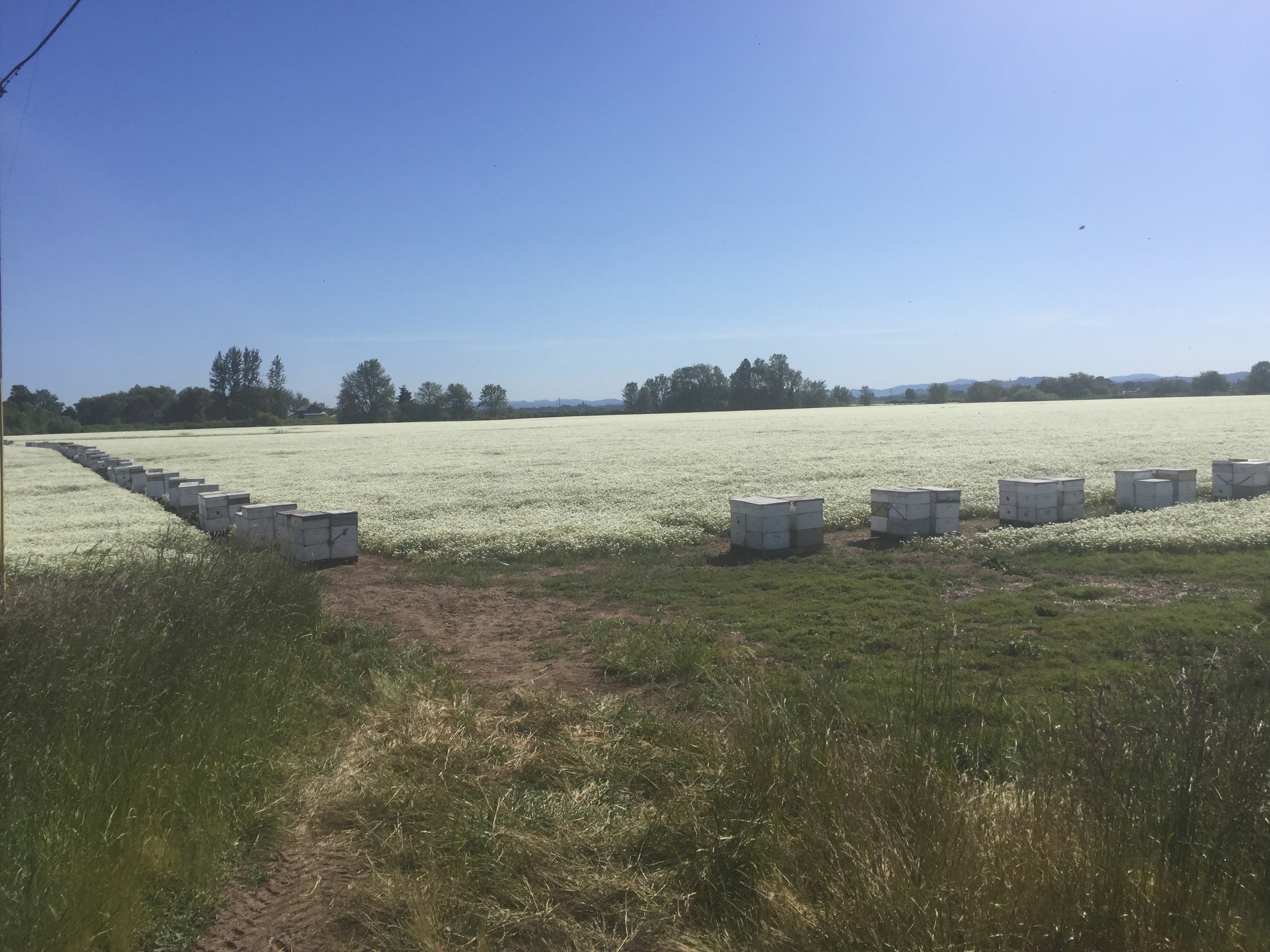 This is my all time favorite honey! We are so happy we got our bees in this field! It is sooo sooo gourmet! 