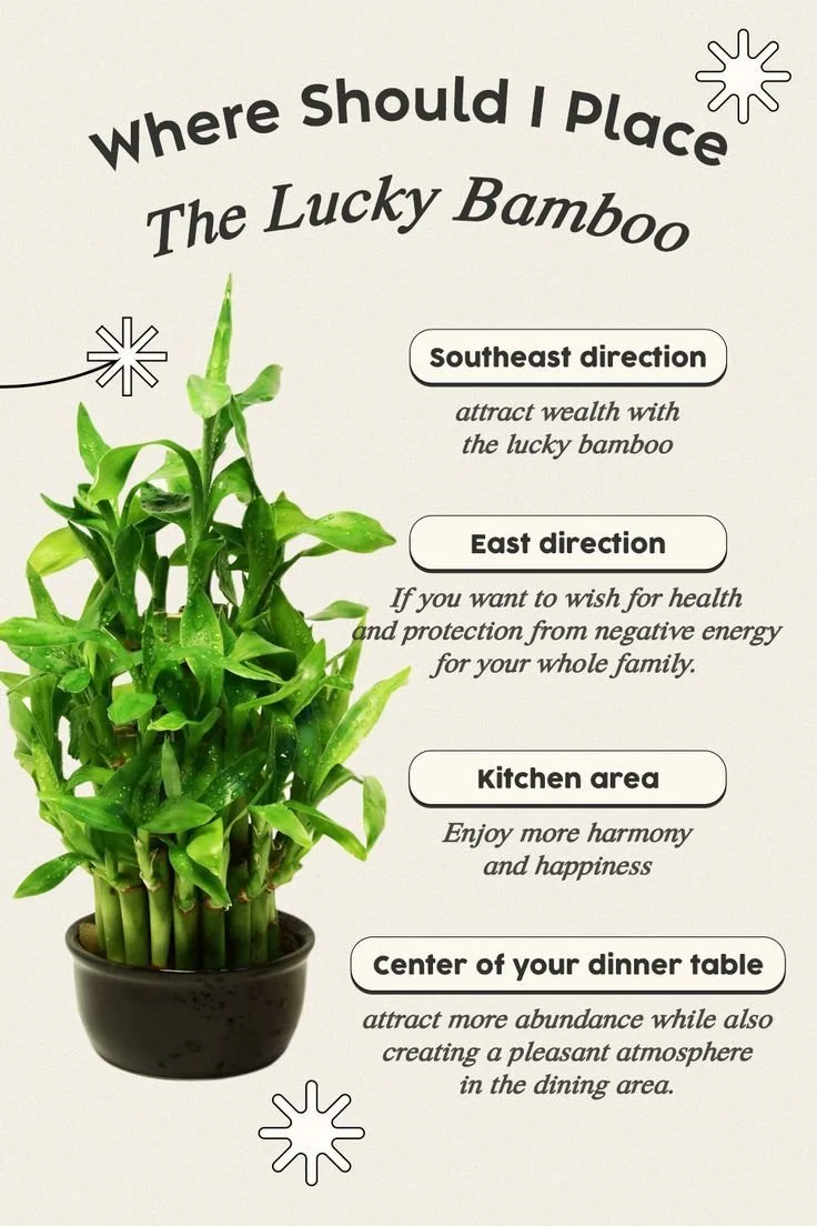 10 Best Feng Shui Plants to Place in the Money Corner for Prosperity ...