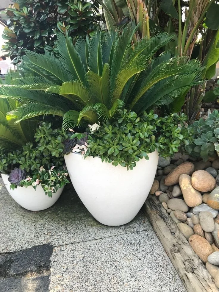 palm planters