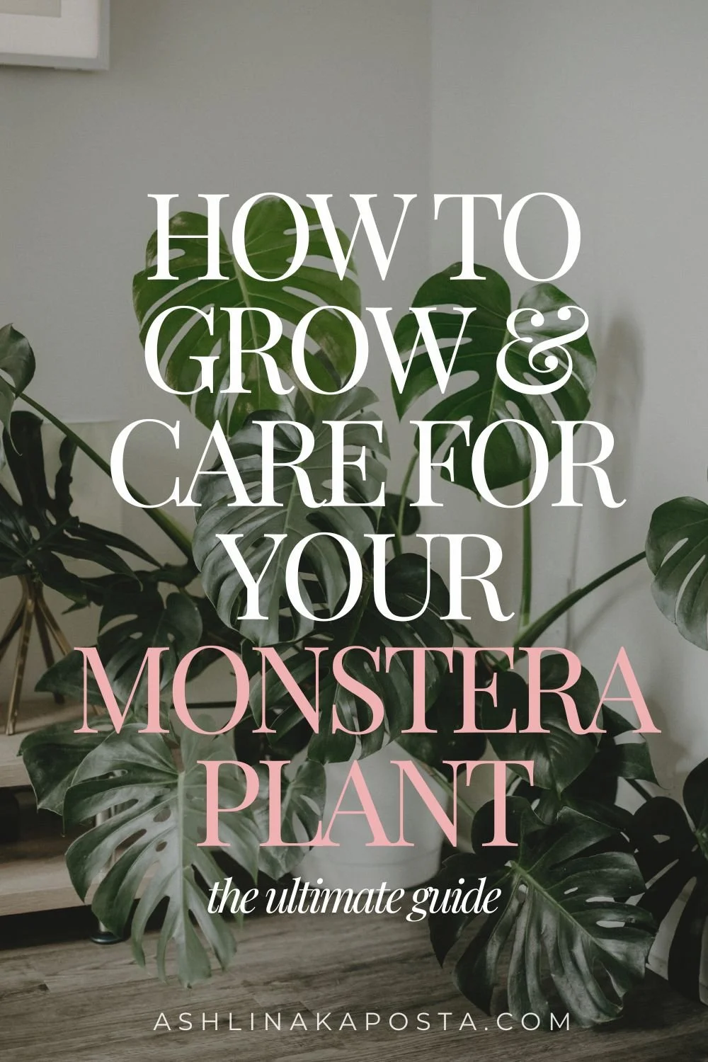 The Ultimate guide to caring for and growing your Monstera Deliciosa 2026