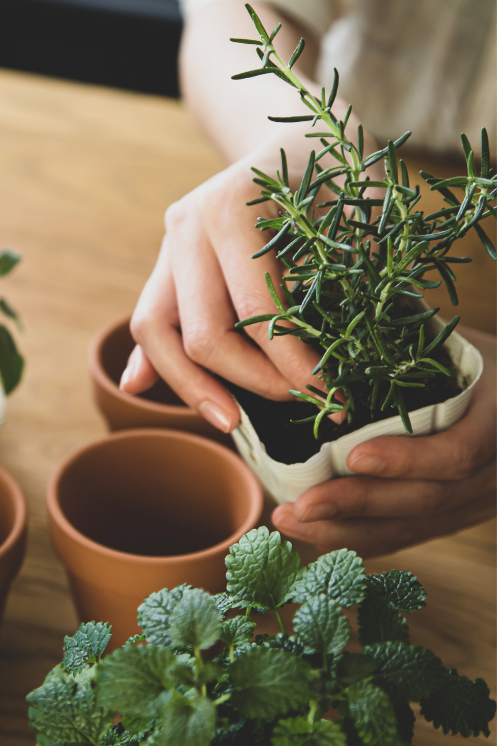 How to Start an Herb Garden at Home (Beginner’s Guide) + 11 Beautiful Herb Garden Ideas