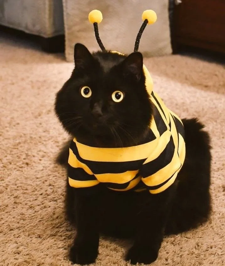 Black cat wearing a yellow and black bumblebee Halloween costume with antennae