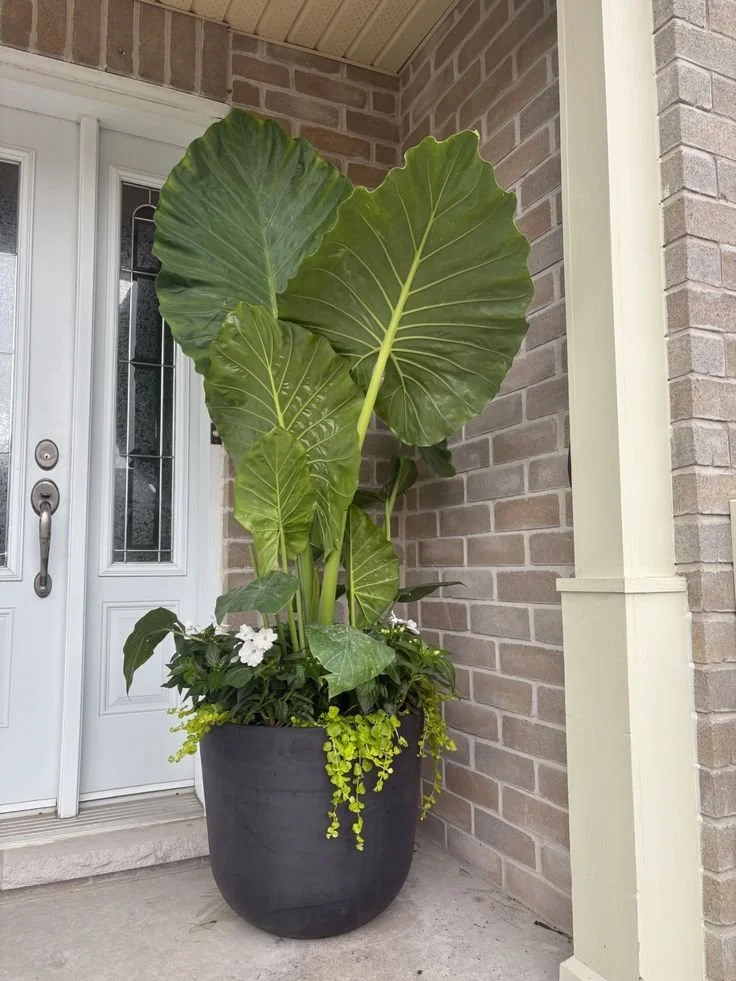 elephant ears container