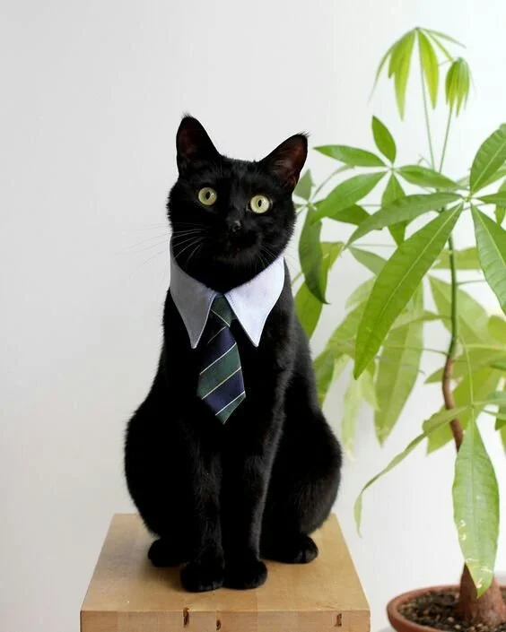 Black cat wearing a white collar and striped tie as a funny Halloween costume