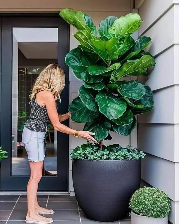 fiddle leaf container