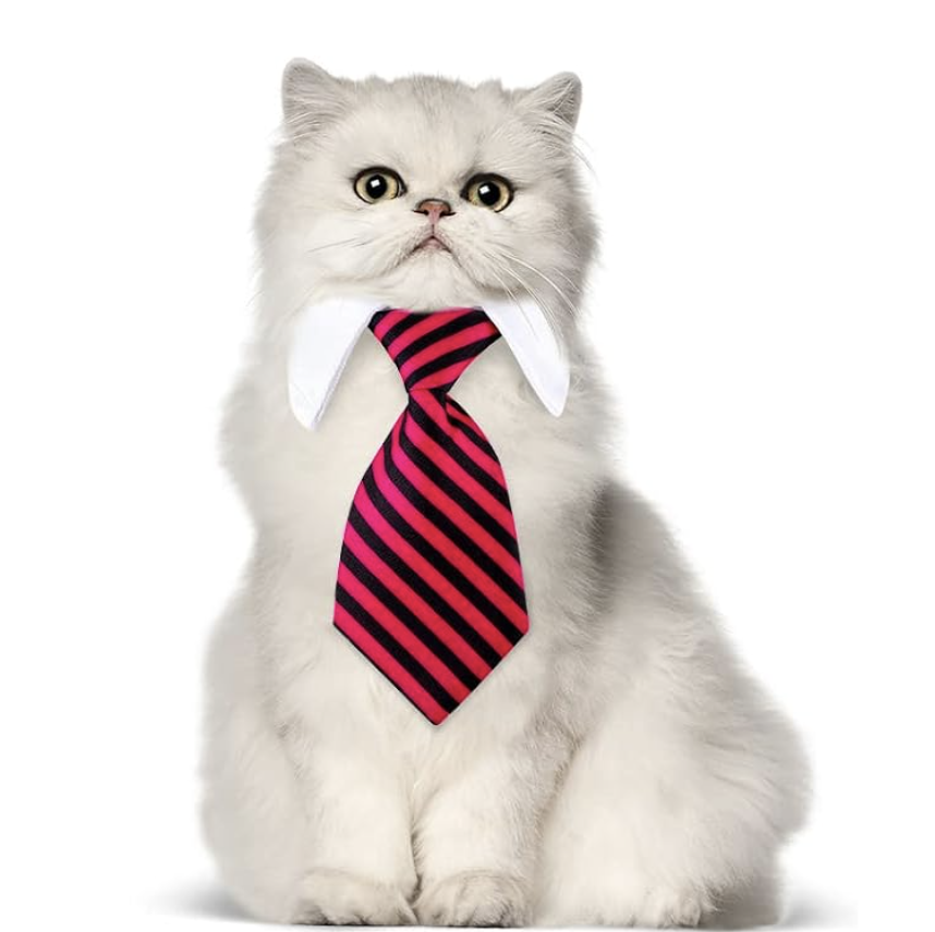 cat tie
