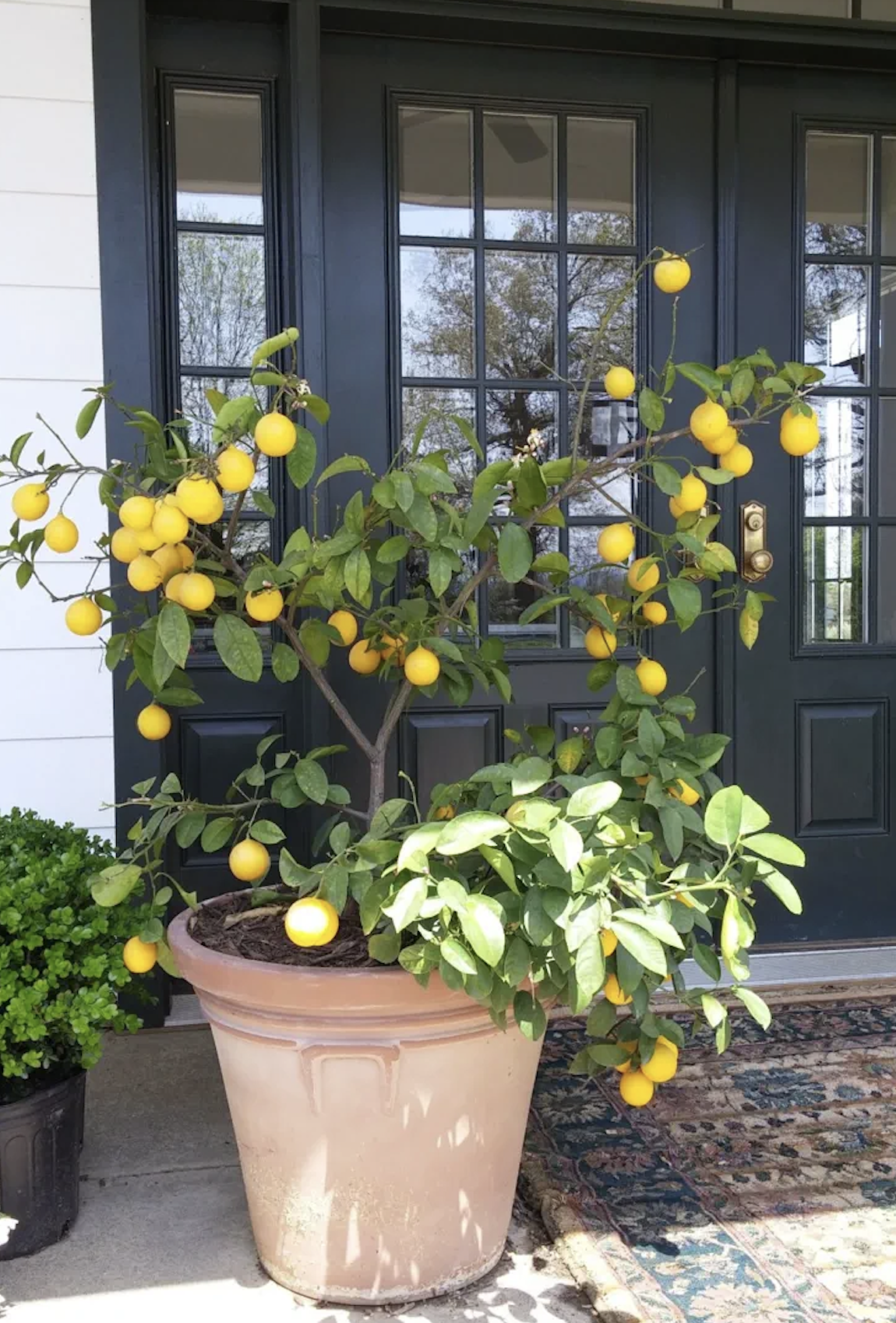 45+ Stunning Front Door Planter Ideas (Genius Tips, Tricks & DIY Know-How)