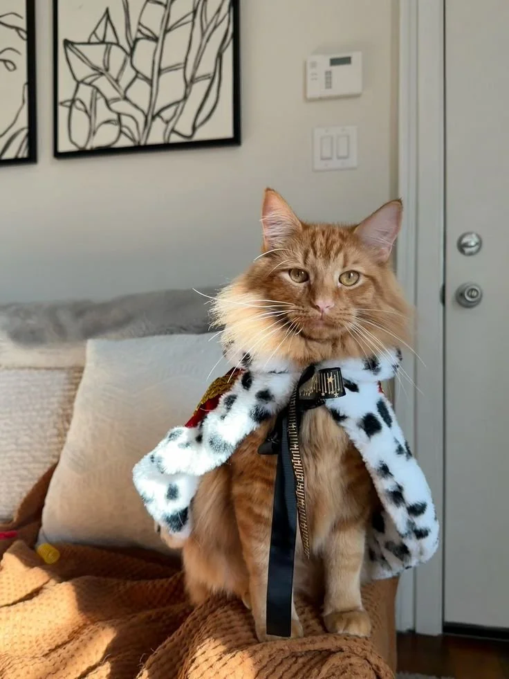 Orange cat wearing a royal king Halloween costume with a black and white spotted cape