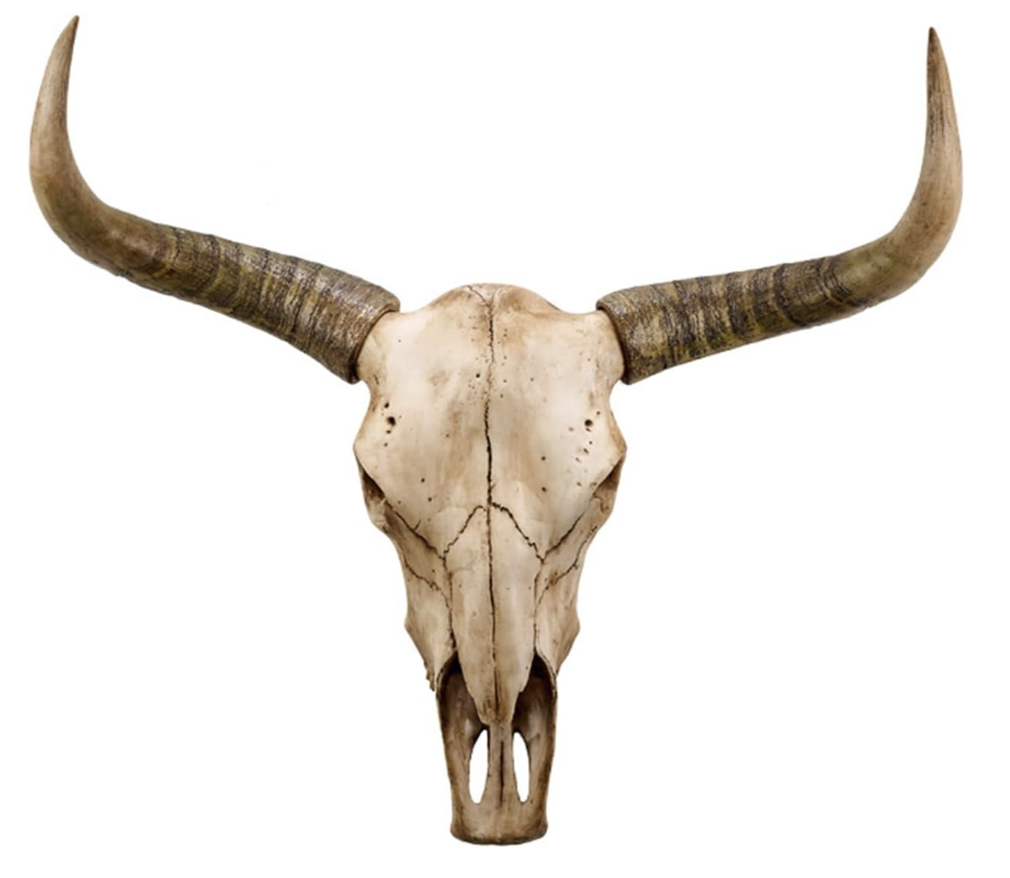 longhorn skull decor