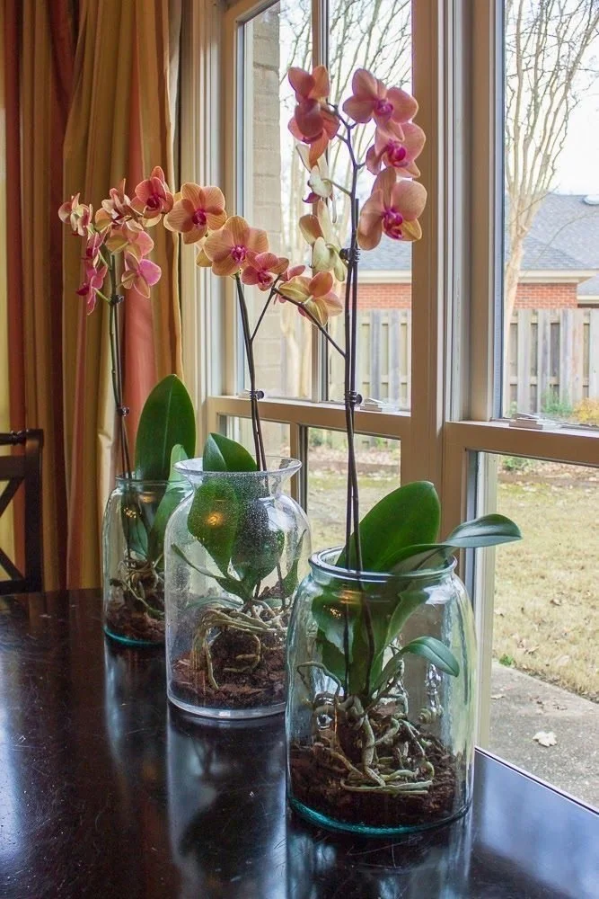 orchid vases