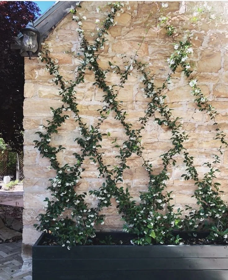 jasmine trellis outdoor
