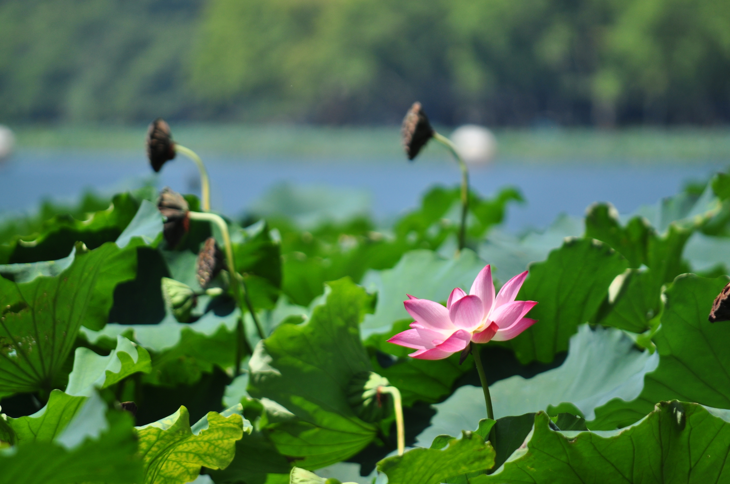 Hangzhou, China. 2012.