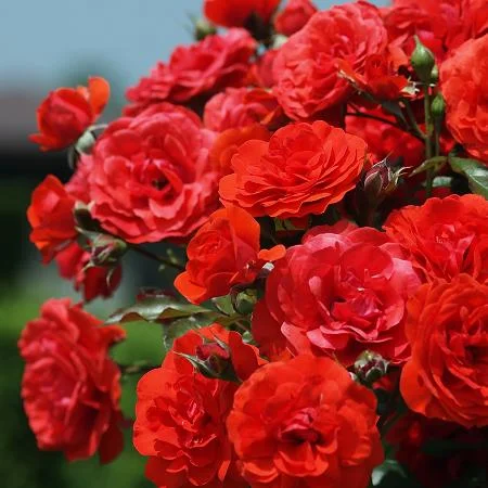 roses.jpg