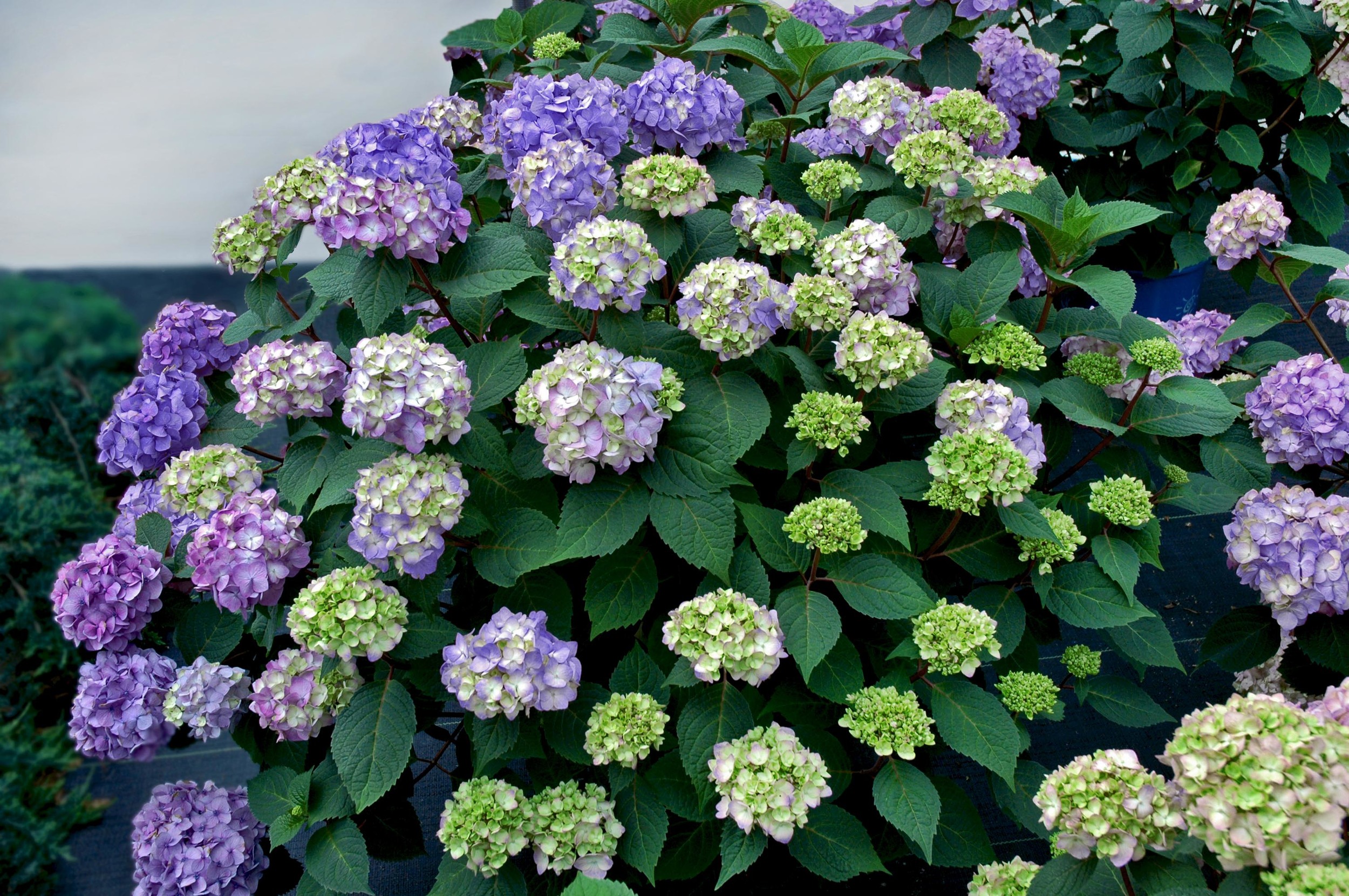 Hydrangea-macrophylla-P11HM-11-Endless-Summer-Bloomstruck-photo-Baileys-Nurseries.jpg