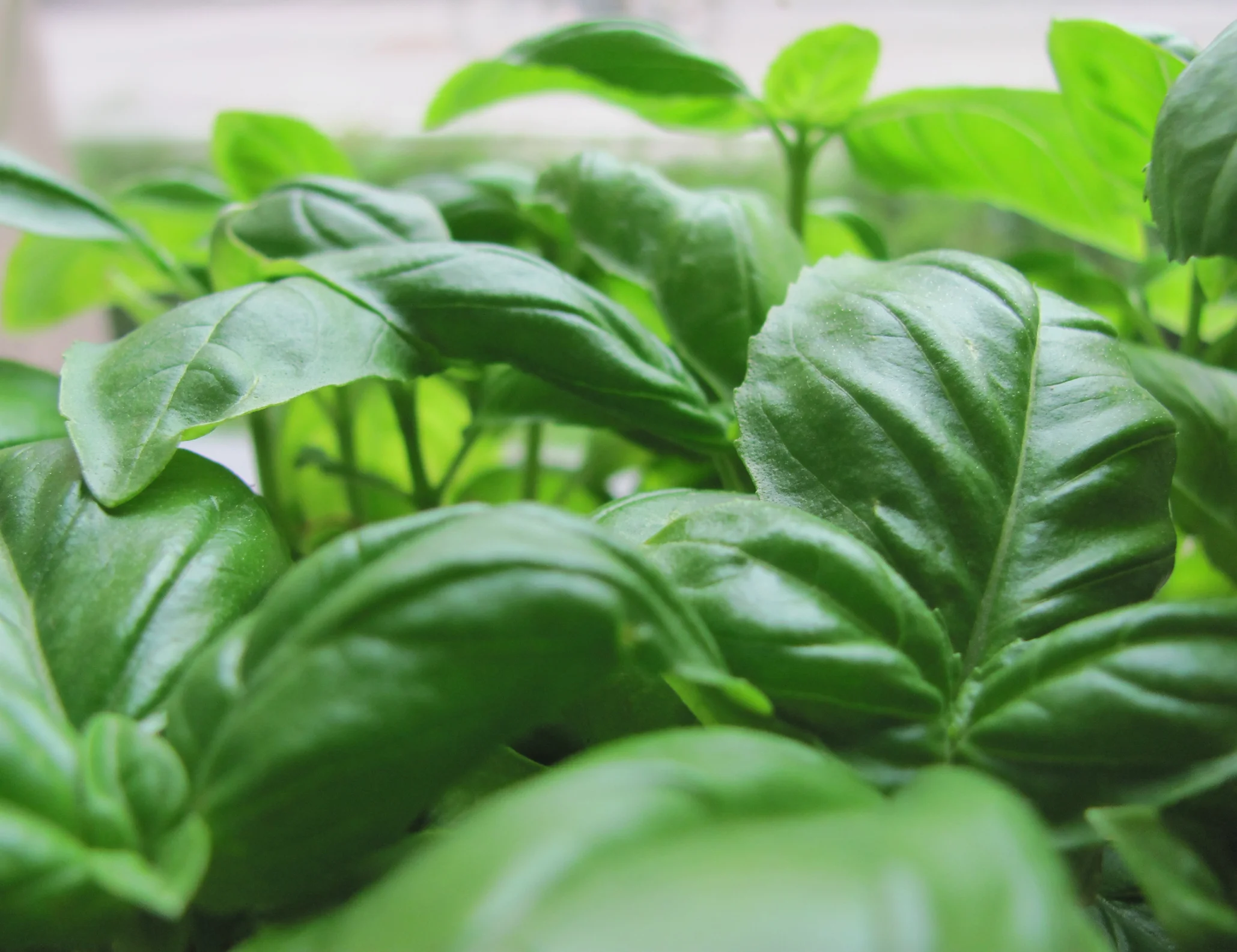 Herbs.jpg