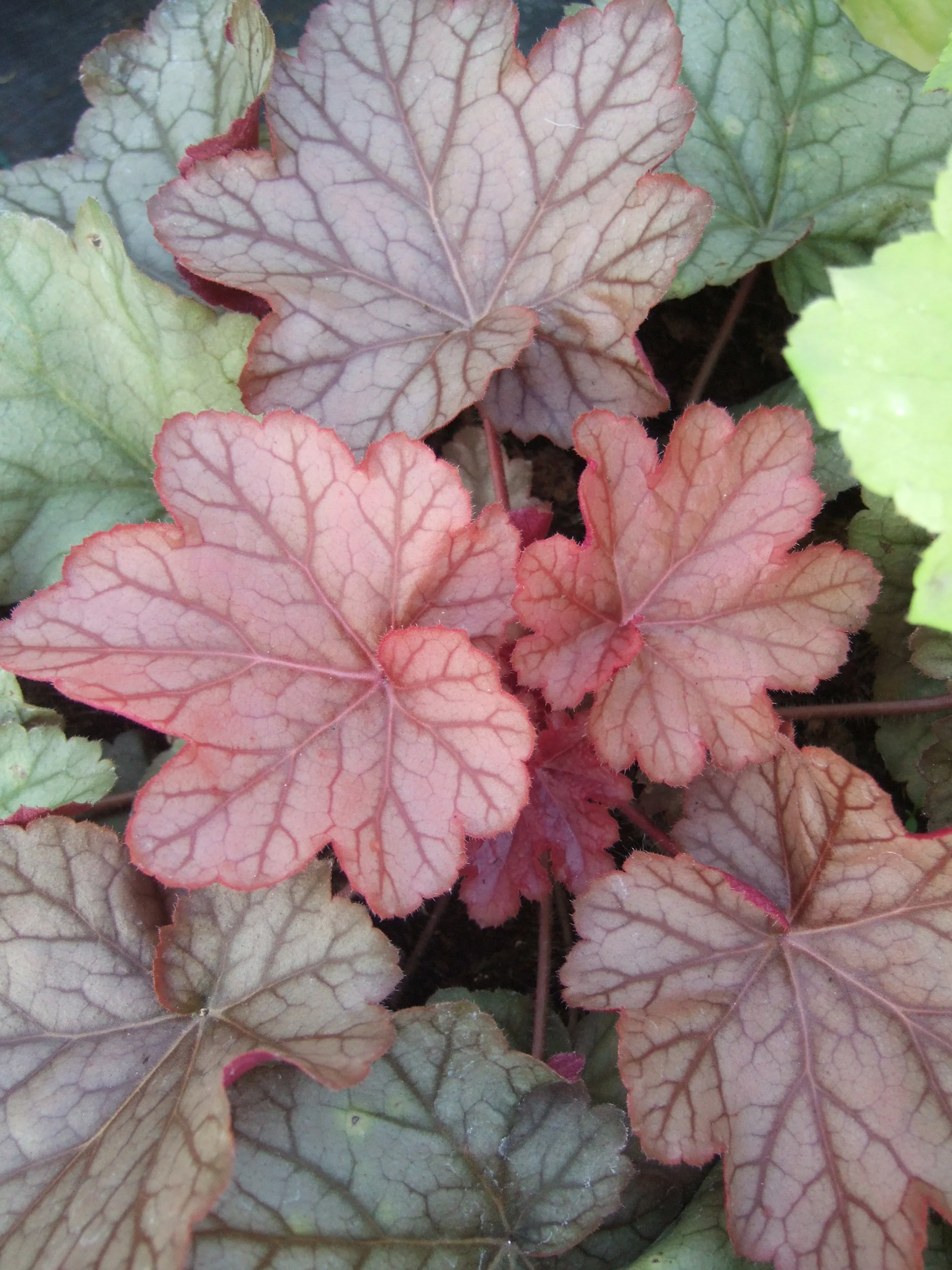 shade perennials.jpg