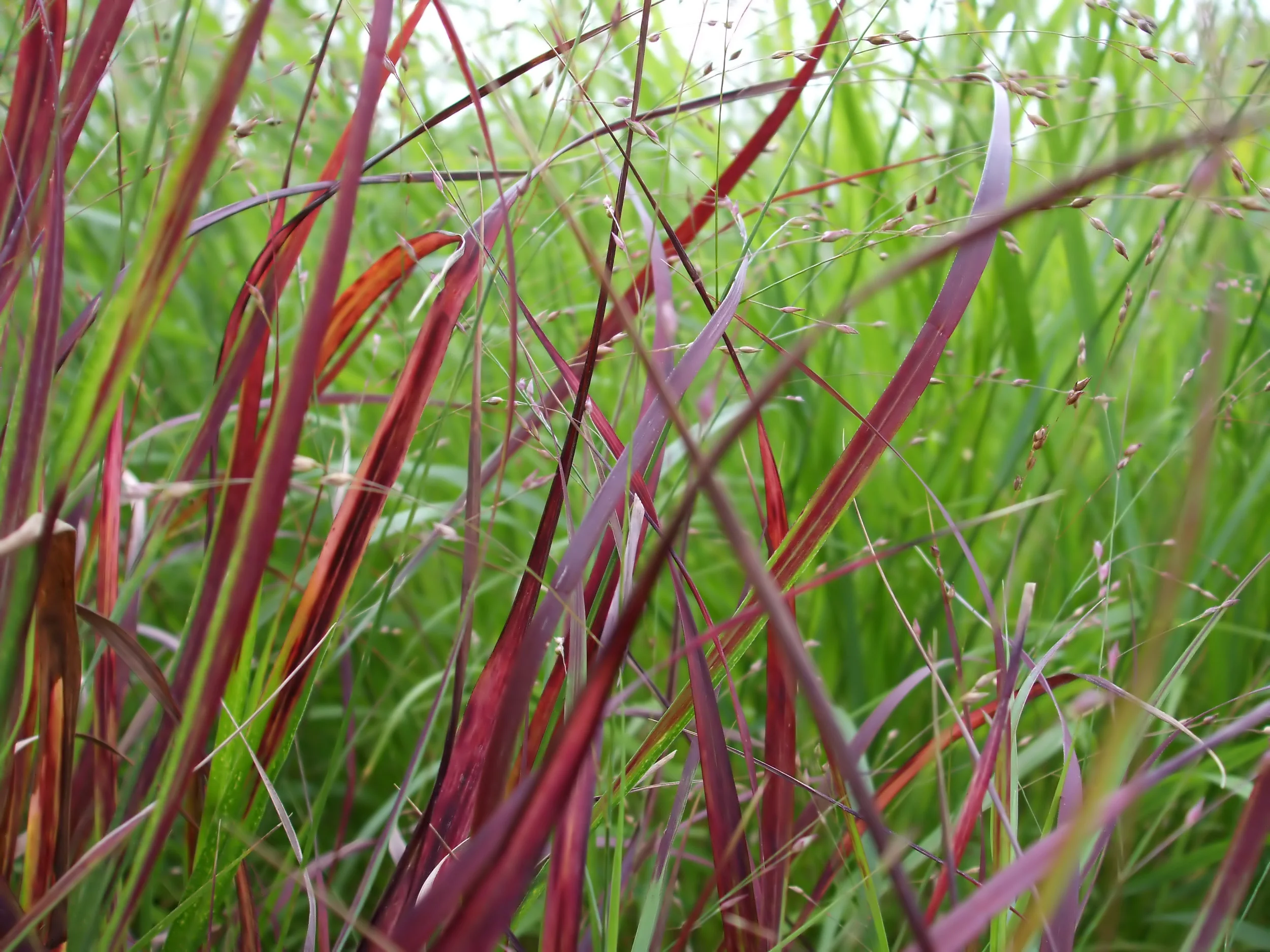 Ornamental Grasses.jpg
