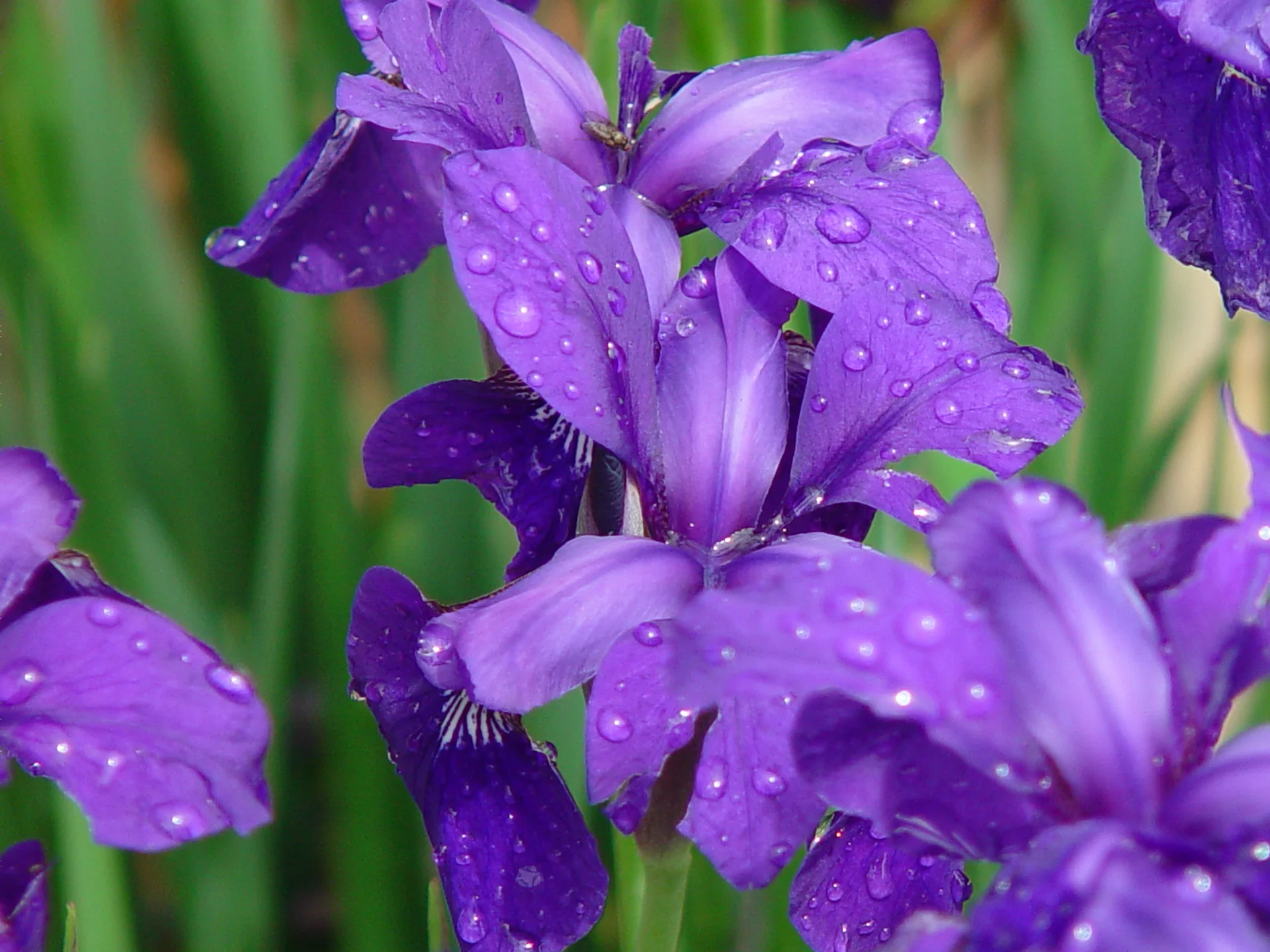 Iris.jpg