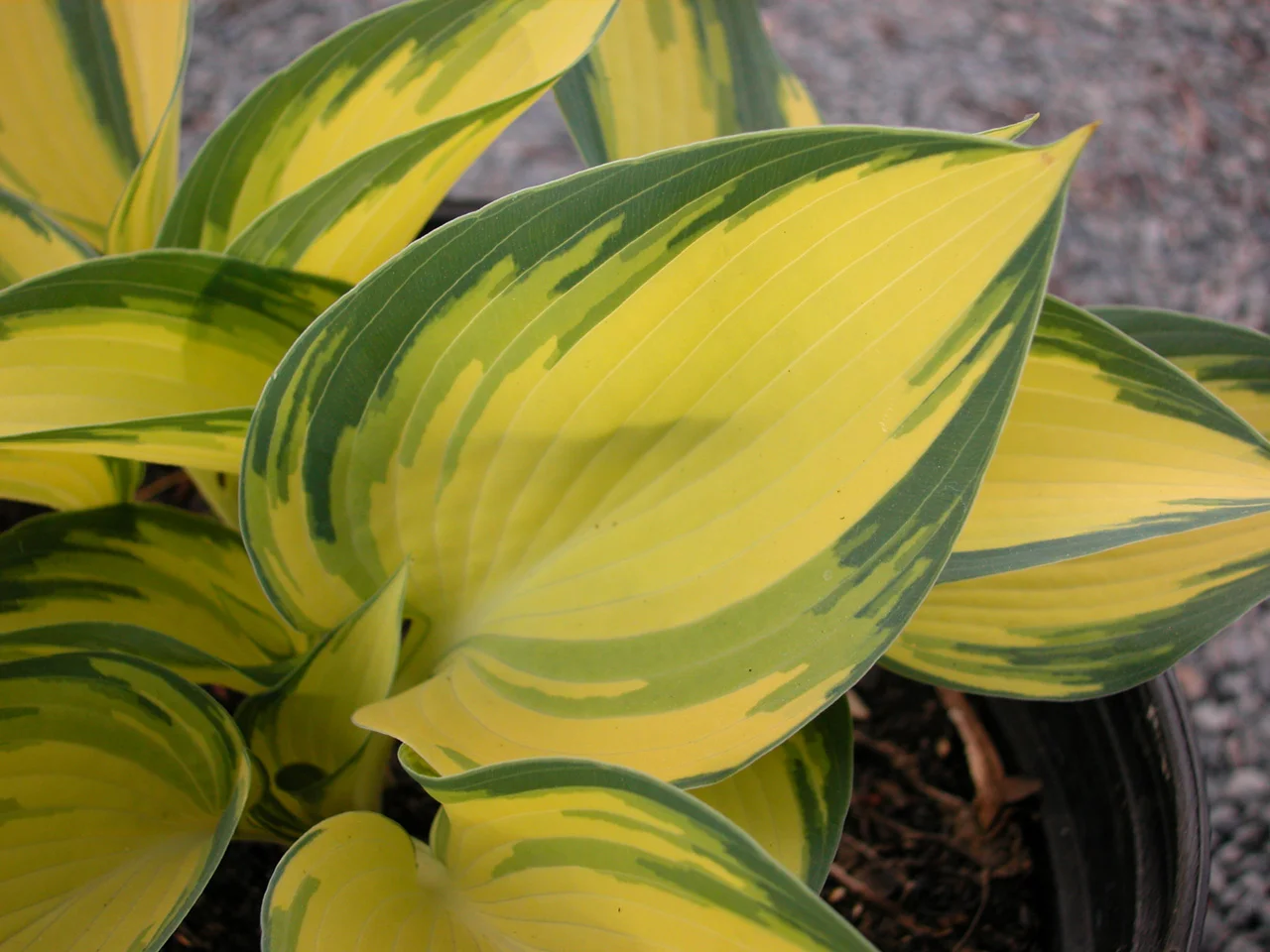 Hosta.jpg