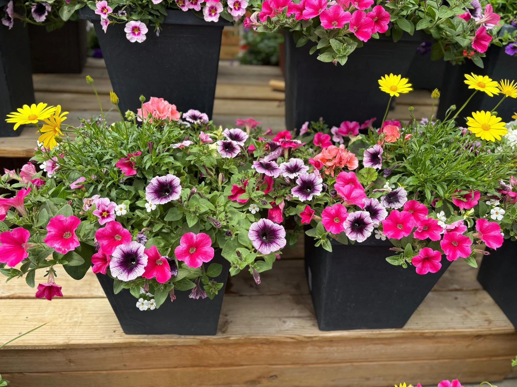 Davison Spring Porch Pot Class