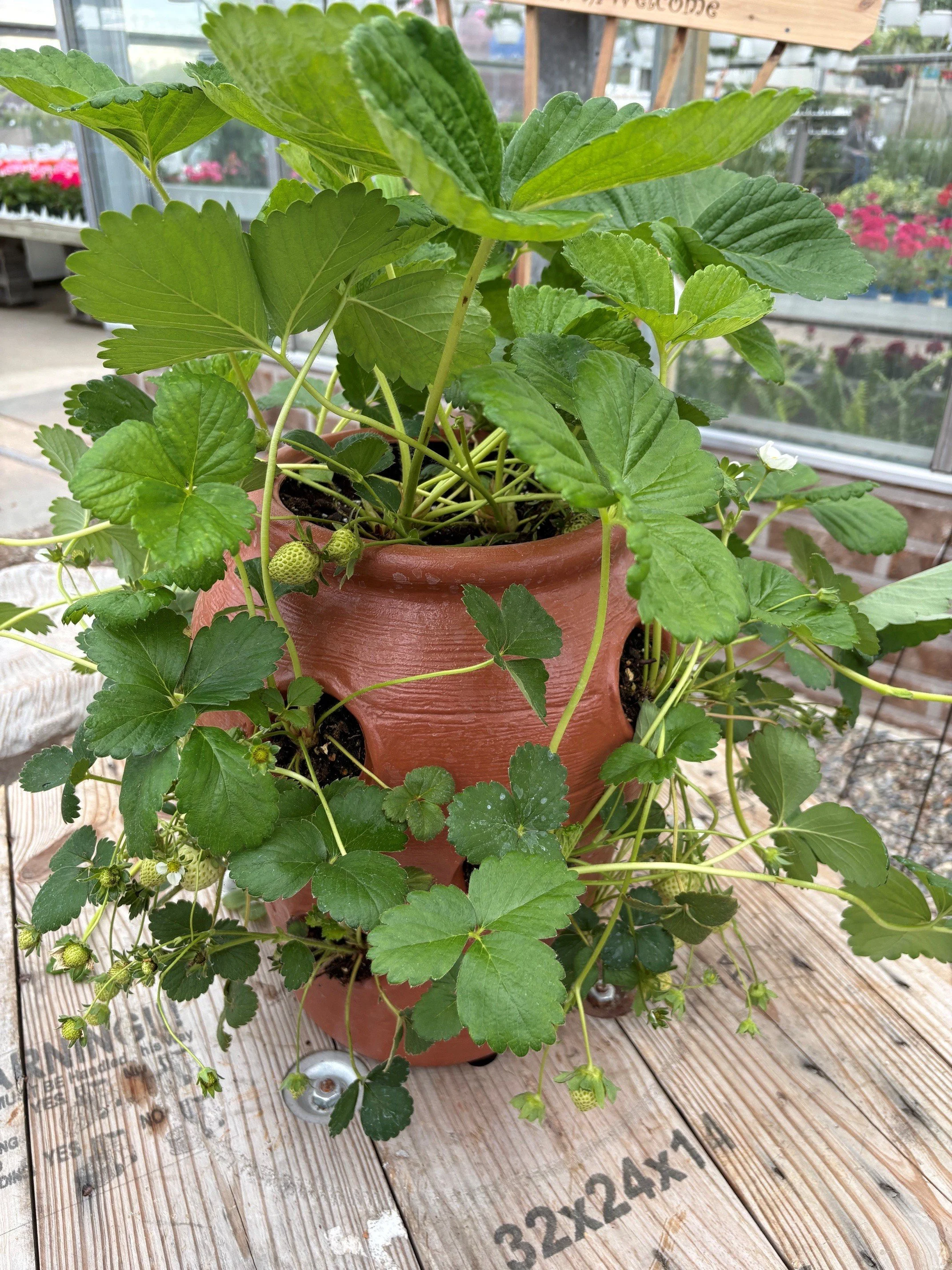 Strawberry Jar.jpg