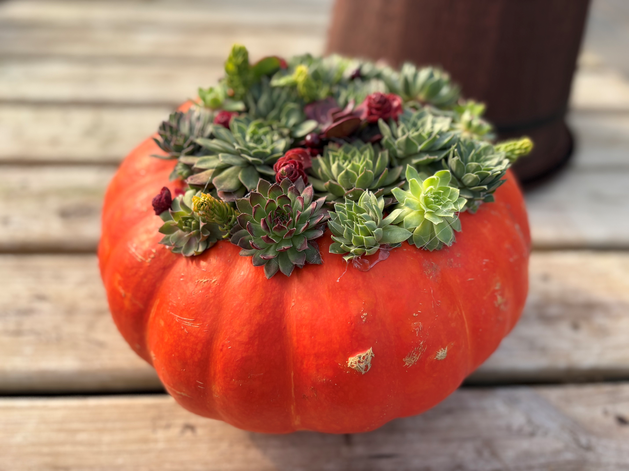succulent topped pumpkin.png