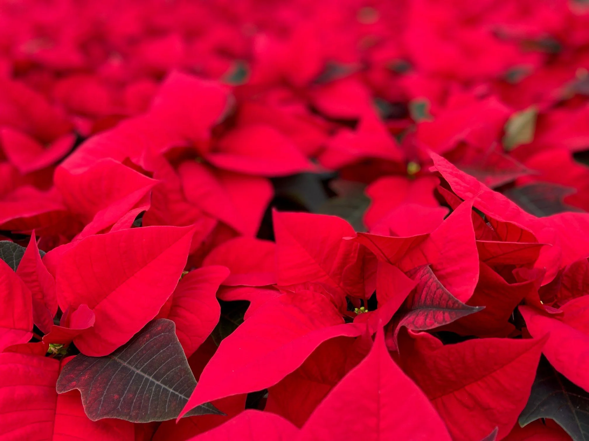 Davison Tabletop Holiday Garden
