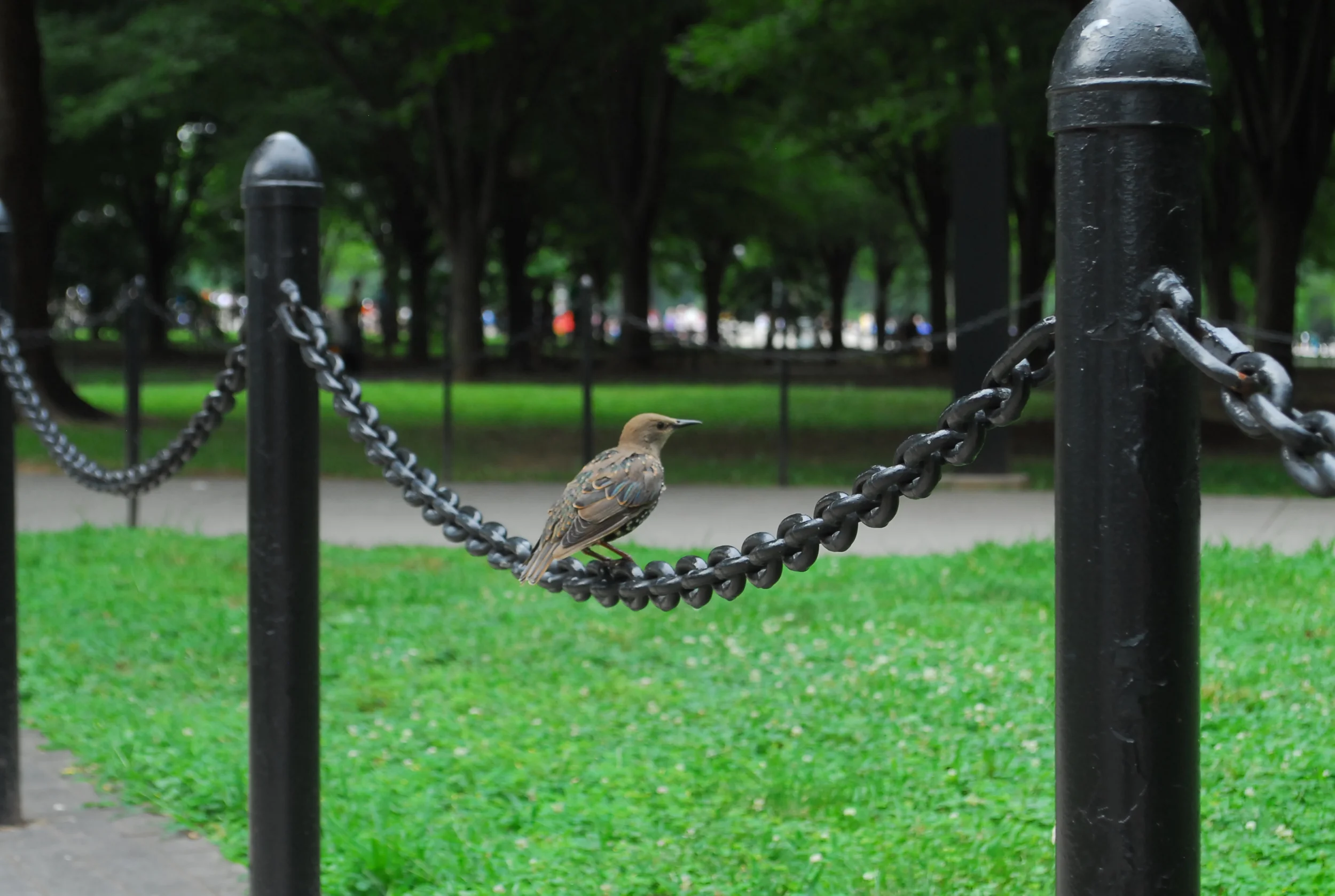 024 Resting Bird.JPG