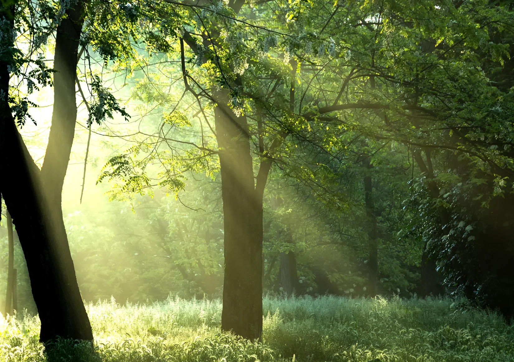 iStock_000003737141Medium.jpg