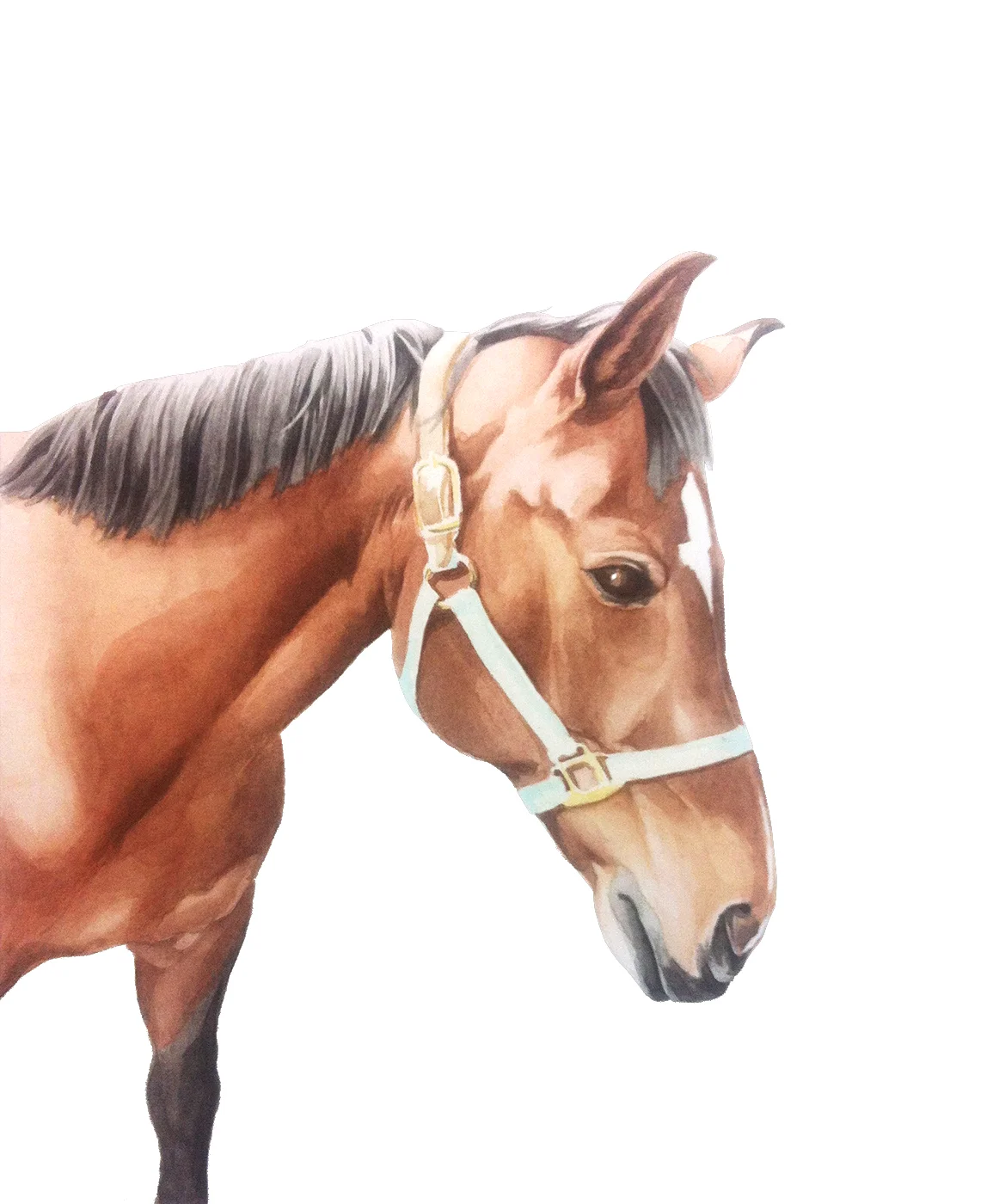 horse.jpg