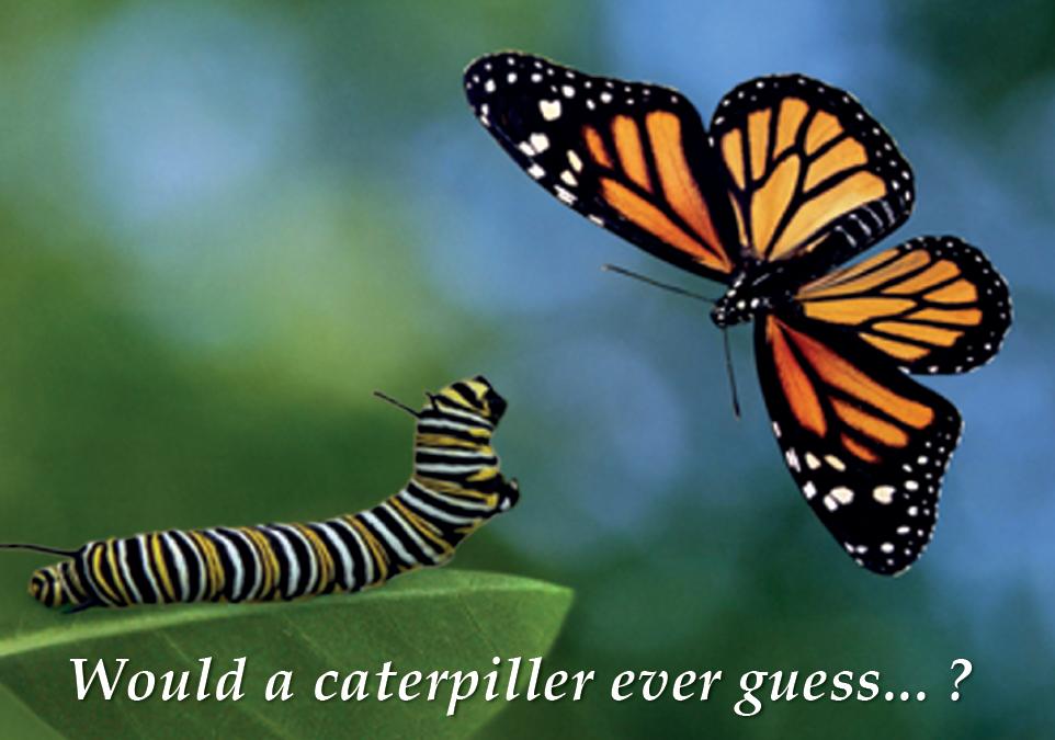 v5.11 - Caterpillar - Front.jpg